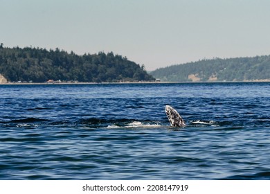 Side View Gray Whale On Side Stock Photo 2208147919 | Shutterstock