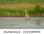 Side view of great Blue Heron standing in the Sturgeon River near Big Lake, St. Alberta Alberta.