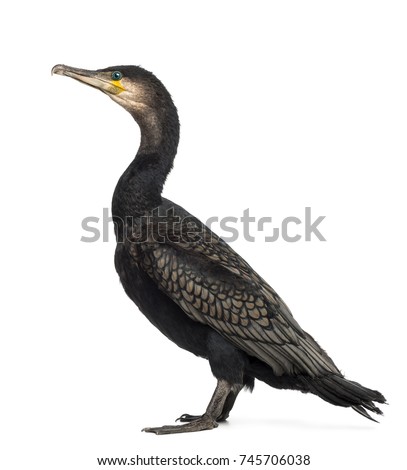 Side view of a Great Cormorant, Phalacrocorax carbo, also known as the Great Black Cormorant against white background