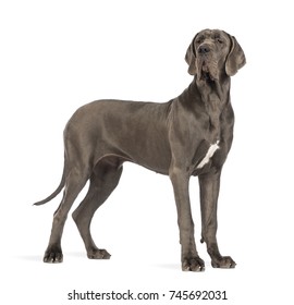 621 Great dane old Images, Stock Photos & Vectors | Shutterstock