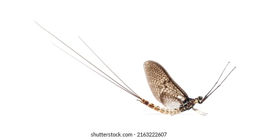 Side view of a green drake mayfly, Ephemera danica