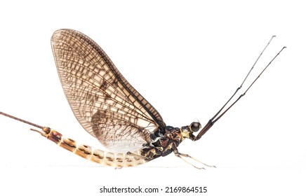 Side view of a green drake mayfly, Ephemera danica