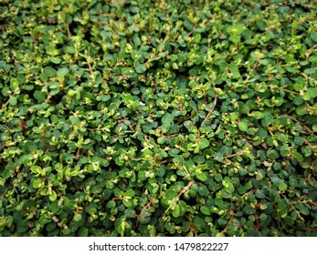 Side View Green Grass Background Texture Stock Photo 1479822227 ...