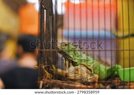 Side view of a green iguana lizard kept in a wire cage, close-up details