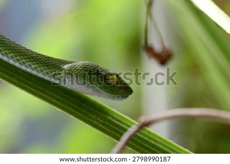 Side view of a green pit viper snake slithering along a plant stem in nature background.