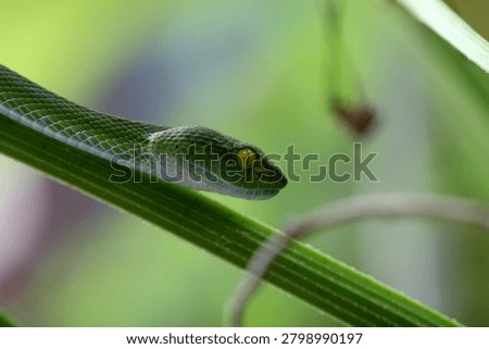 Side view of a green pit viper snake slithering along a plant stem in nature background.