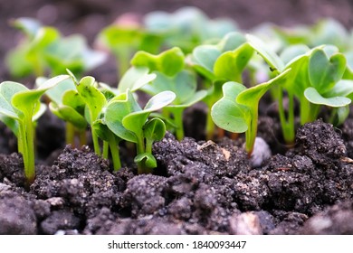 Side View Of Green Radish Seedlings Sprouting