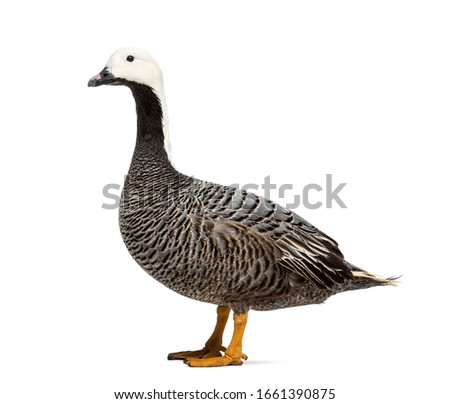 Side view of a grey goose, isolated on white