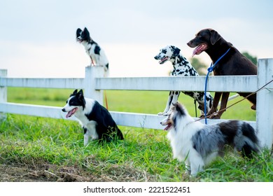 Side view of group of different type dogs stand  near garden fence as line formation and look forward with sun light and grass field. - Shutterstock ID 2221522451