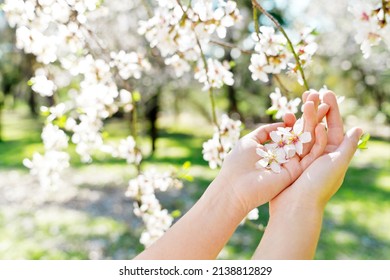 Side view of hand touching blossom almond trees leaves in springtime. Horizontal cropped view of unrecognizable woman holding white flowers in almond tree. Nature and springtime blooming flowers. - Powered by Shutterstock