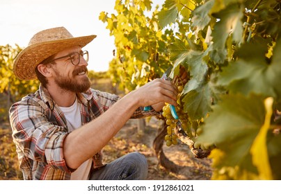 Side view of happy adult bearded male farmer in straw hat and checkered shirt picking ripe green grapes while working in vineyard - Powered by Shutterstock