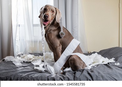 Side View Of Happy Playful Grey Pointer Dog Playing With Toilet Paper And Making Mess While Sitting On Bed In Bedroom