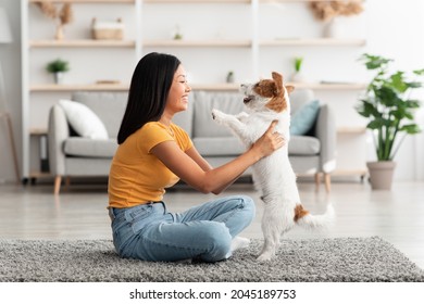 Side View Of Happy Young Chinese Woman In Casual Outfit Sitting On Floor In Cozy Living Room, Petting Playful Jack Russel Terrier Dog, Pet And Owner Spending Time Together At Home, Copy Space