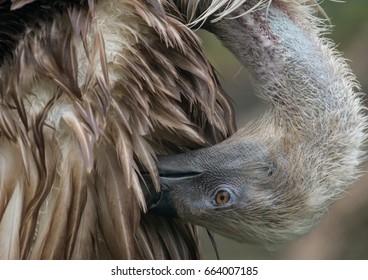 Side view of head of Griffon Vulture that preens its feathers
