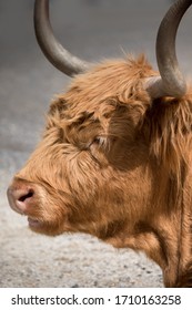 Side View Of The Head Of A Horned Ruminating Highland Cow At Churchill Island Heritage Farm, Phillip Island, Victoria, Australia