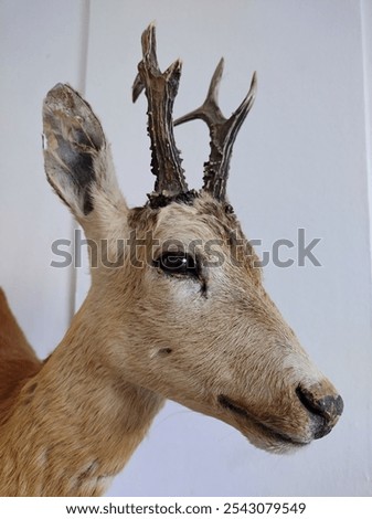 Side view of head of a mounted roebuck with antlers in front of white wall. Hunting trophy. Exhibit in museum.