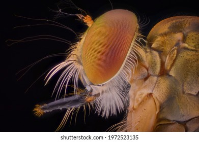 Side View Head Of A Robberfly Asilidae