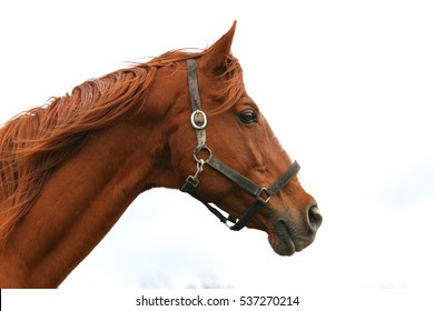 Side view head shot of a beautiful racehorse stallion against white background