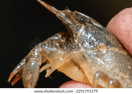 Side view of the head and  thorax of a Crayfish or Crawdad found in a creek. Raleigh, North Carolina.
