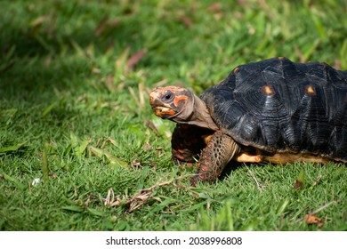 632 Red legs turtle Images, Stock Photos & Vectors | Shutterstock