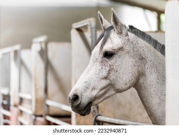 Side view headshot of adorable obedient horse with white coat and gray mane standing in stable with metal bars in barn - Powered by Shutterstock