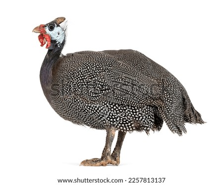 Side view of a Helmeted guineafowl, Numida meleagris, isolated on white