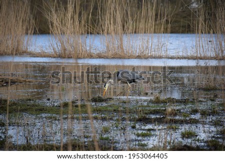 Side view of Heron with ´lowered head looking for food in water, wading in bog at Utterslev Mose, Copenhagen, Denmark