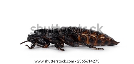 Side view of hissing cockroach aka Gromphadorhina portentosa. Isolated on a white background.