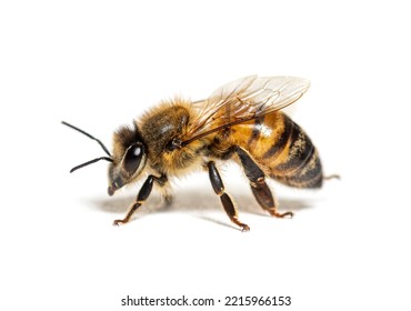 Side view of a Honing bee, apis mellifera,  isolated on white 