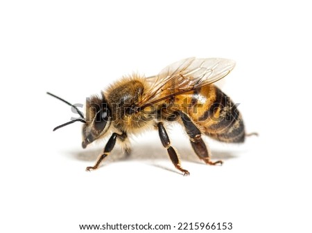 Side view of a Honing bee, apis mellifera,  isolated on white 
