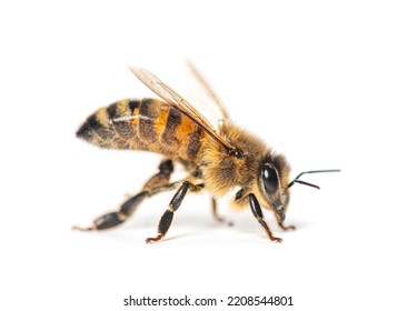 Side view of a Honing bee isolated on white 