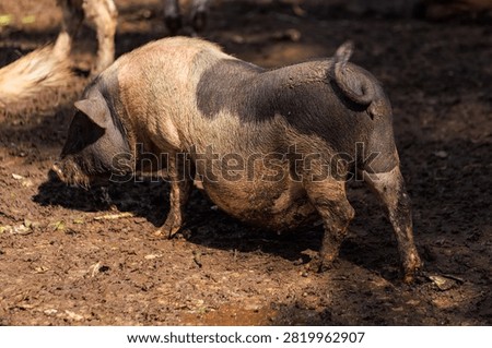 Side view of hoofed animals, such as pigs, in muddy, rainy weather; highly susceptible to foot-and-mouth disease: for medical use, website banner backgrounds and backdrops.