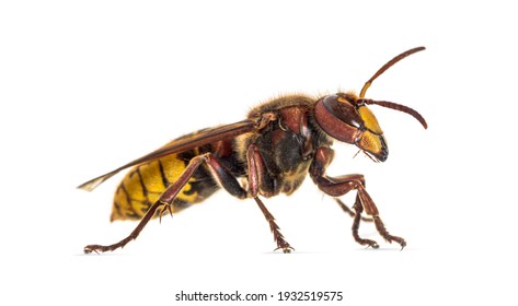 Side view of a Hornet, Vespa Crabro, isolated on white