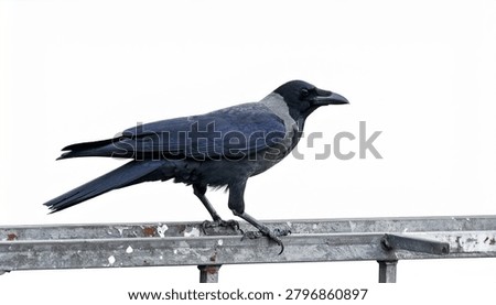 A side view of a House Crow (Corvus splendens) perched on a weathered metal railing, captured against a clean, isolated white background.