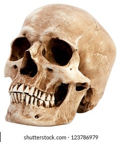 Side view of human skull - Shutterstock ID 123786979