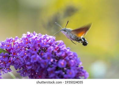 Side View Hummingbird Hawkmoth Macroglossum Stellatarum Stock Photo ...