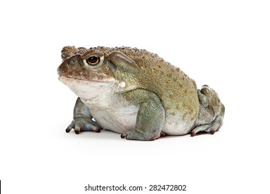 Side View Of An Incilius Alvarius, Also Known As Colorado River Toad Or Sonoran Desert Toad Which Has A Venom That Produces A A Psychoactive Hallucinogenic Effect.