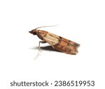 Side view of the Indianmeal moth (Plodia interpunctella) on white background