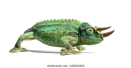 Side view of a Jackson's horned chameleon walking, Trioceros jacksonii, isolated on white against white background