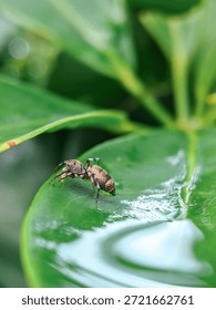 Side view of a jumping spider crawling on a wet green leaf with water reflection.