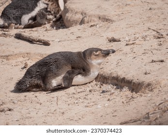 Side view of juvenile African Penguin sleeping in nest on sandy beach - Powered by Shutterstock