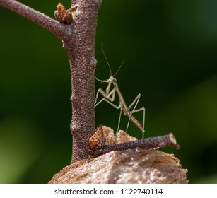 329 Praying Mantis Nest Images Stock Photos Vectors Shutterstock   Side View Juvenile Praying Mantis 260nw 1122740114 