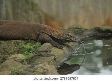 Side view of a komodo dragon drinking from a pond by sticking out its tongue