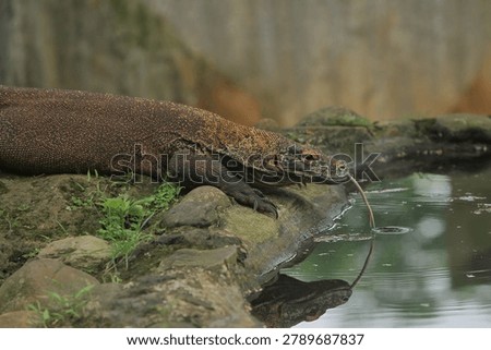 Side view of a komodo dragon drinking from a pond by sticking out its tongue