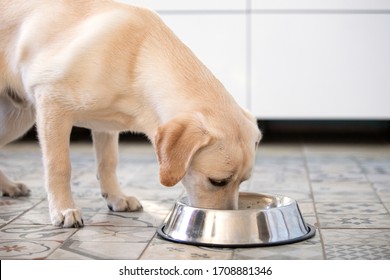 Side View Of Labrador Dog Eating From Bowl