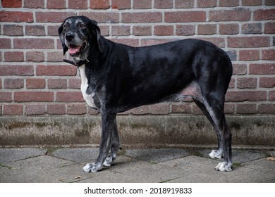 Side view of a Labrador Mastiff Crossbreed Dog standing in front of a brick wall