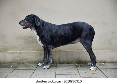 Side view of a Labrador Mastiff Crossbreed Dog standing in front of a wall
