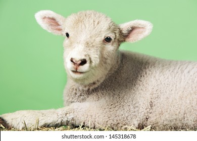 Closeup portrait of a cute lamb against green background : похожие