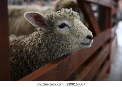 Side View Of A Lamb, Or Baby Sheep, Poking Its Head Through The Gap In A Wooden Gate, With Shallow Depth Of Field