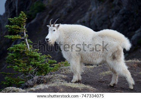 Side view of large adult mountain goat standing on top of a mountain ridge looking out over valley in Olympic National Park